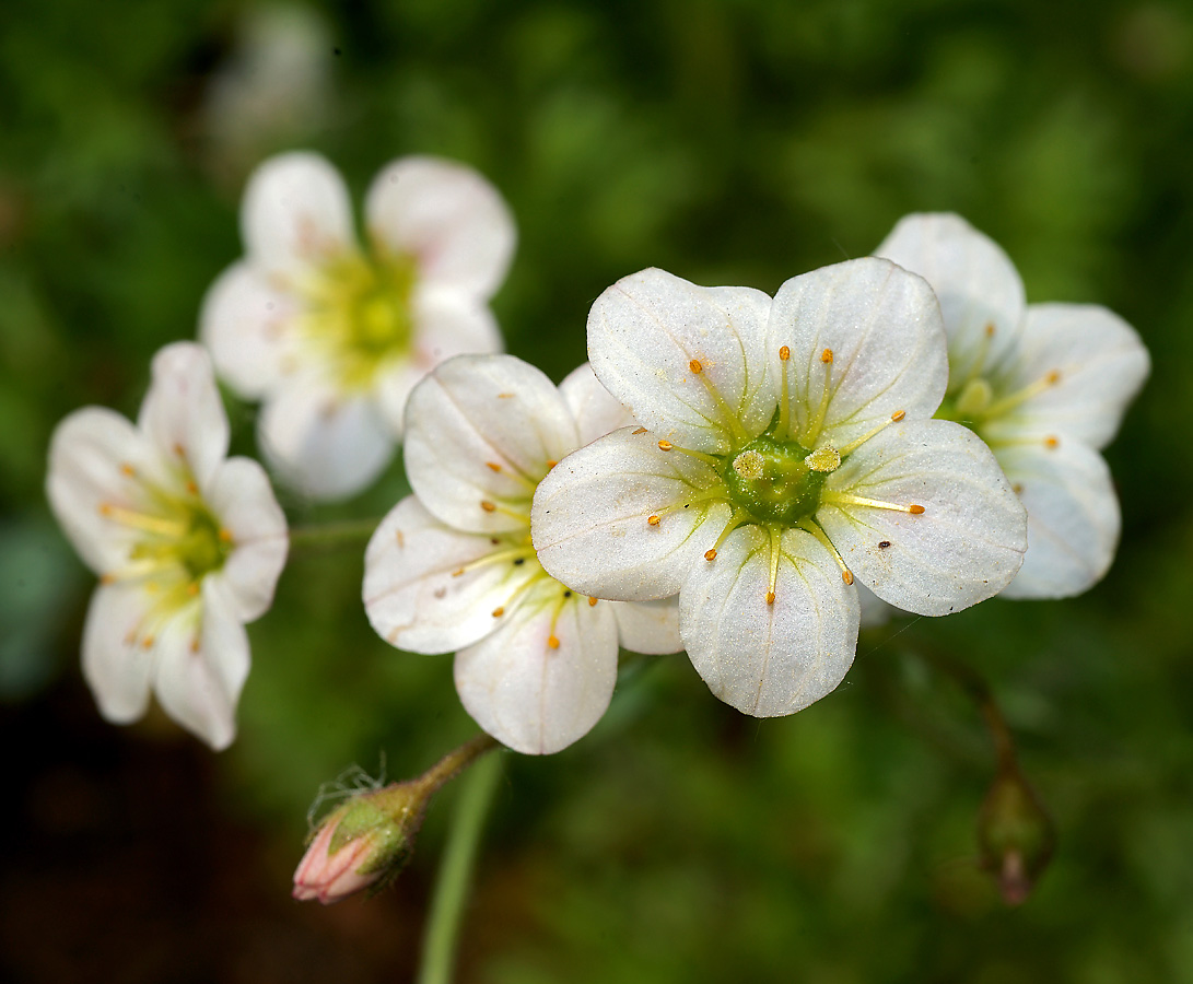 Изображение особи Saxifraga &times; arendsii.