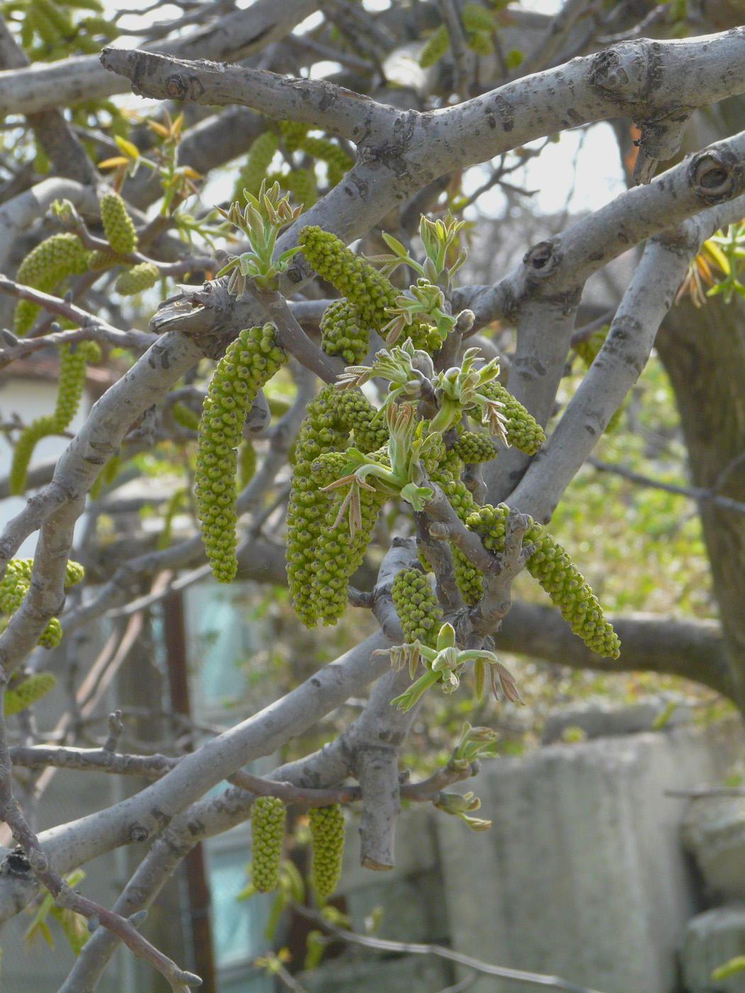 Изображение особи Juglans regia.