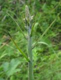Veratrum nigrum