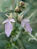 Teucrium fruticans