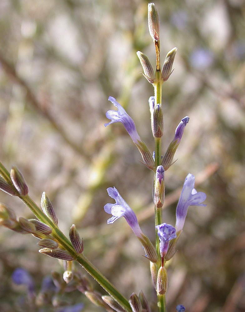 Image of Lavandula coronopifolia specimen.