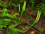 Lycopodium clavatum