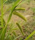 Carex pseudocyperus. Верхушка плодоносящего растения. Курская обл., г. Железногорск, ур. Устье-Воронка, берег вдхр. на р. Погарщина. 27 июня 2007 г.