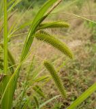 Carex pseudocyperus