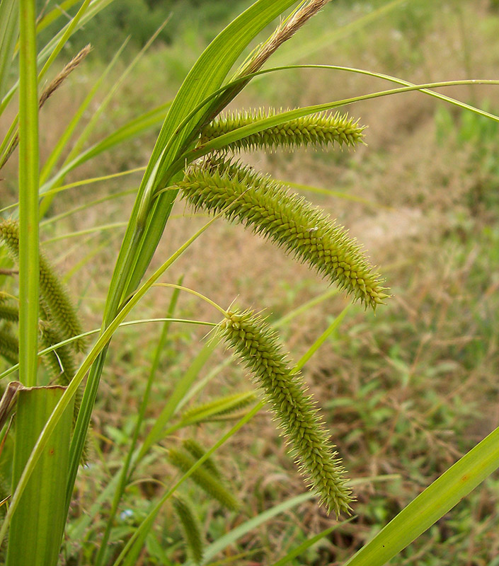 Image of Carex pseudocyperus specimen.