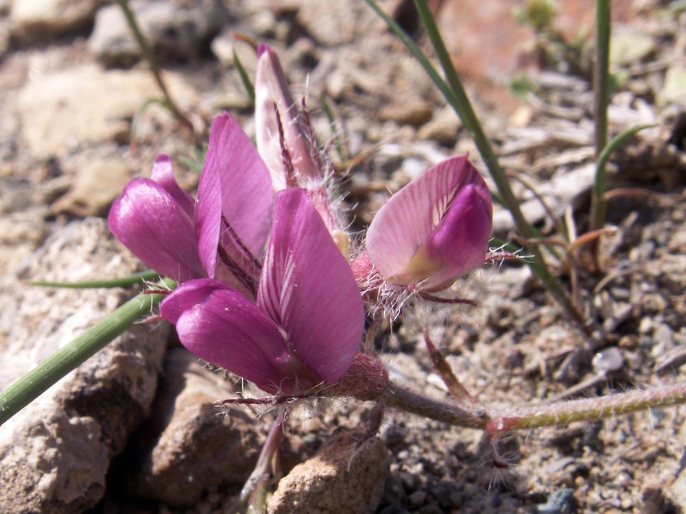 Изображение особи Oxytropis litwinowii.