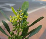 Dodonaea viscosa. Верхушка ветви с бутонами. Израиль, г. Беэр-Шева, городское озеленение. 27.12.2012.