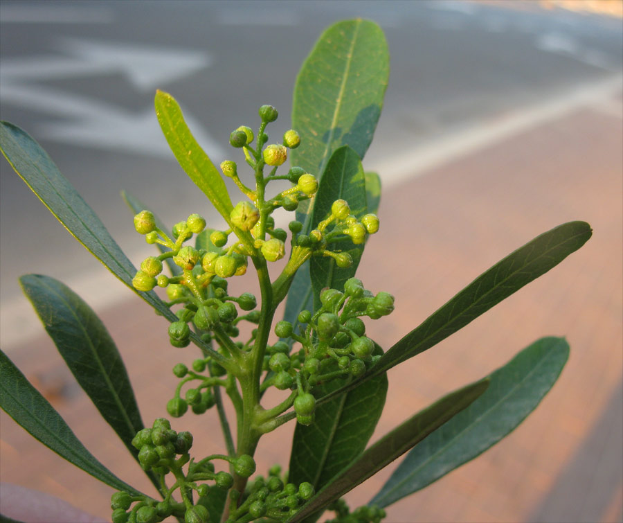 Изображение особи Dodonaea viscosa.