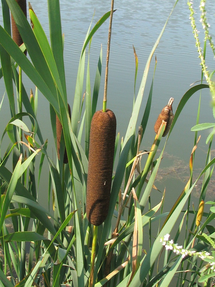 Изображение особи Typha intermedia.