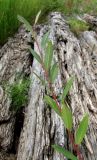 Salix × coerulescens. Верхушка побега. Архангельская обл., Вельский р-н, окр. пос. Усть-Шоноша, на старых брёвнах. 14.08.2012.