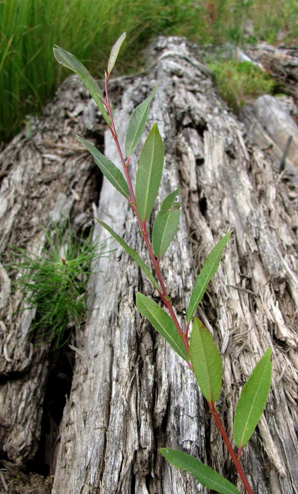 Изображение особи Salix × coerulescens.