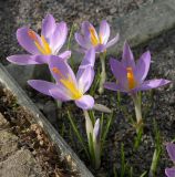 Crocus etruscus