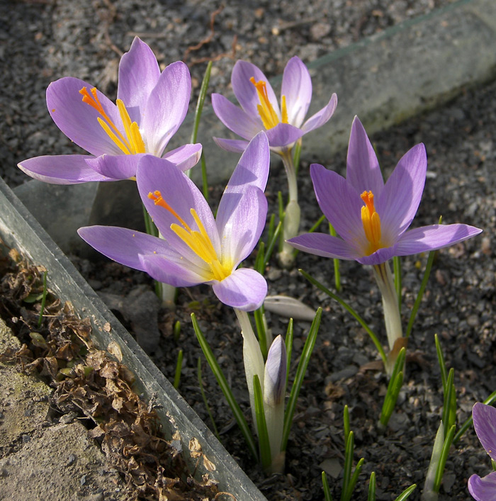 Image of Crocus etruscus specimen.