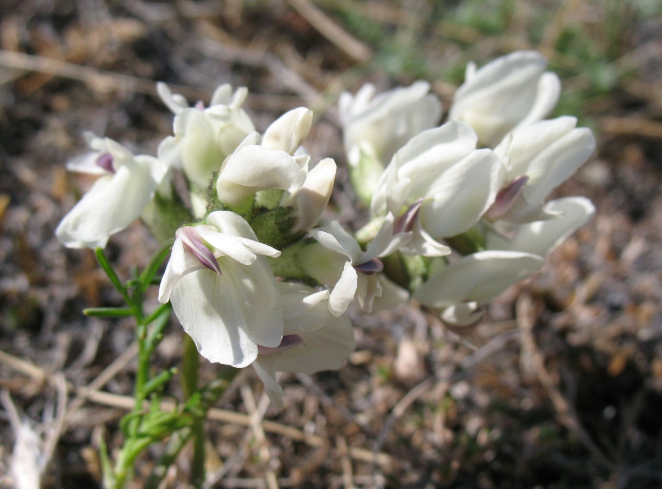 Изображение особи Astragalus chorinensis.