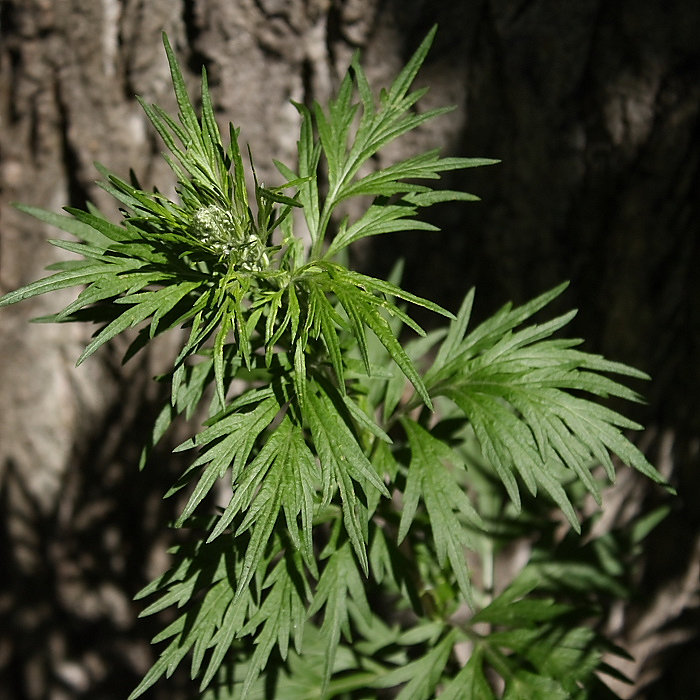 Image of Artemisia vulgaris specimen.