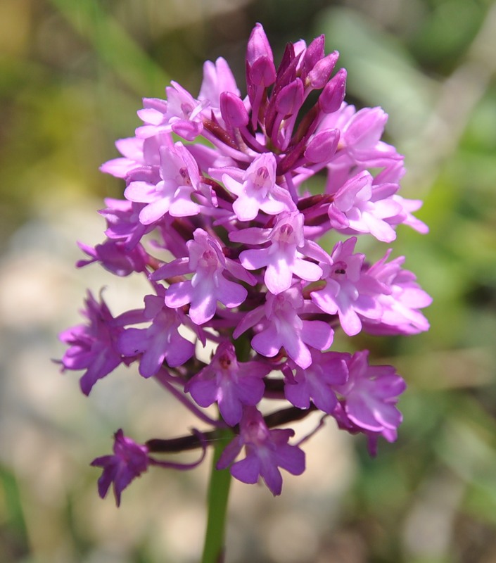 Изображение особи Anacamptis pyramidalis.