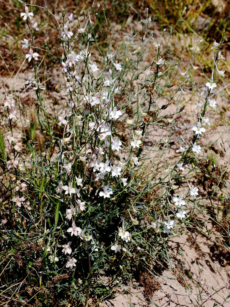 Изображение особи Delphinium camptocarpum.