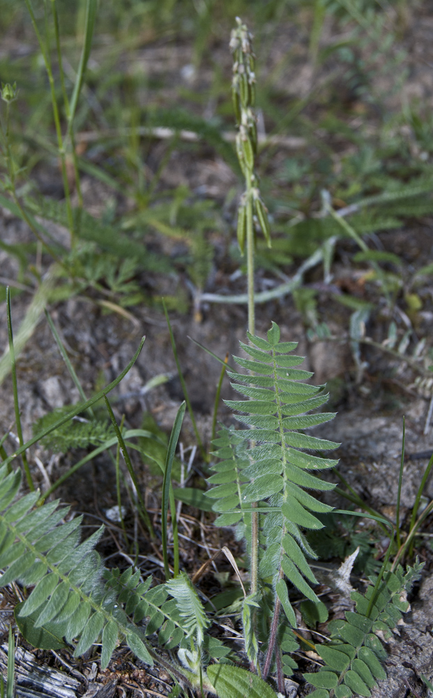 Image of Oxytropis deflexa specimen.