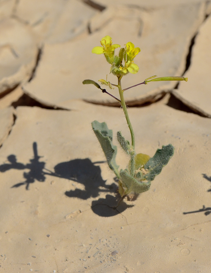 Image of Diplotaxis harra specimen.