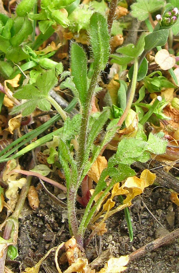 Image of Capsella bursa-pastoris specimen.