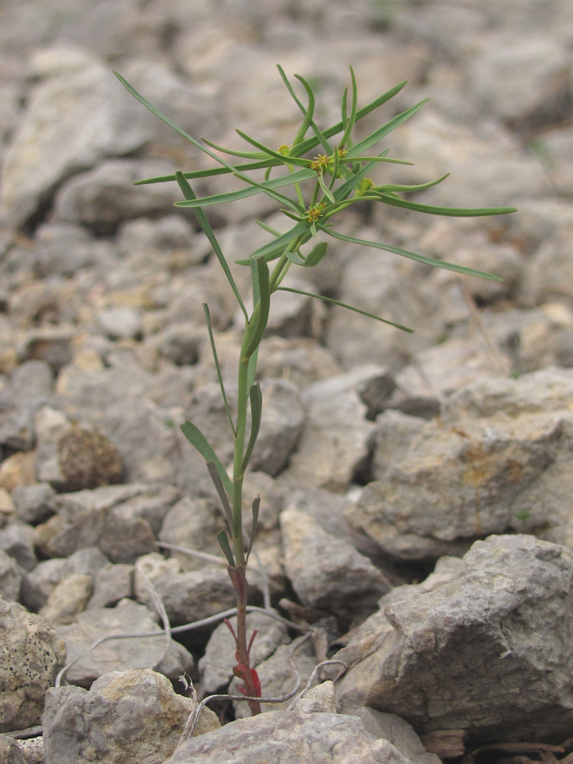 Изображение особи Euphorbia ledebourii.