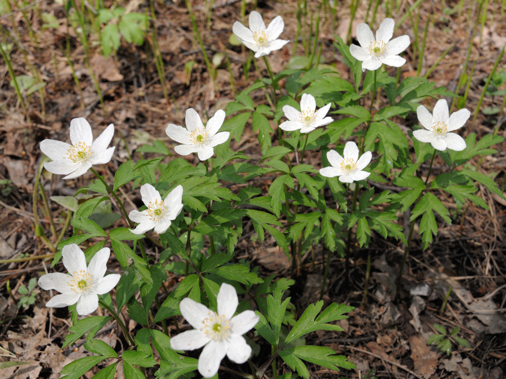 Image of Anemone nemorosa specimen.