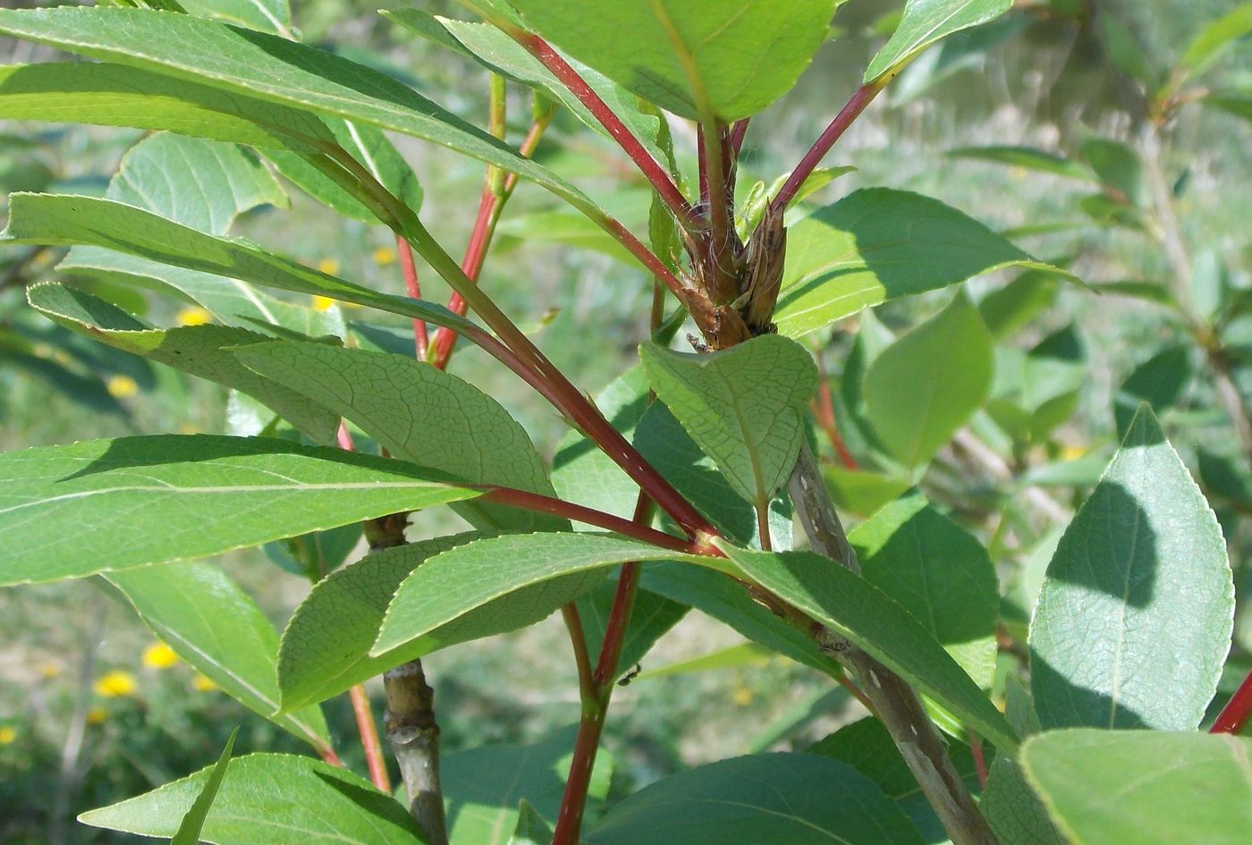 Изображение особи Populus laurifolia.