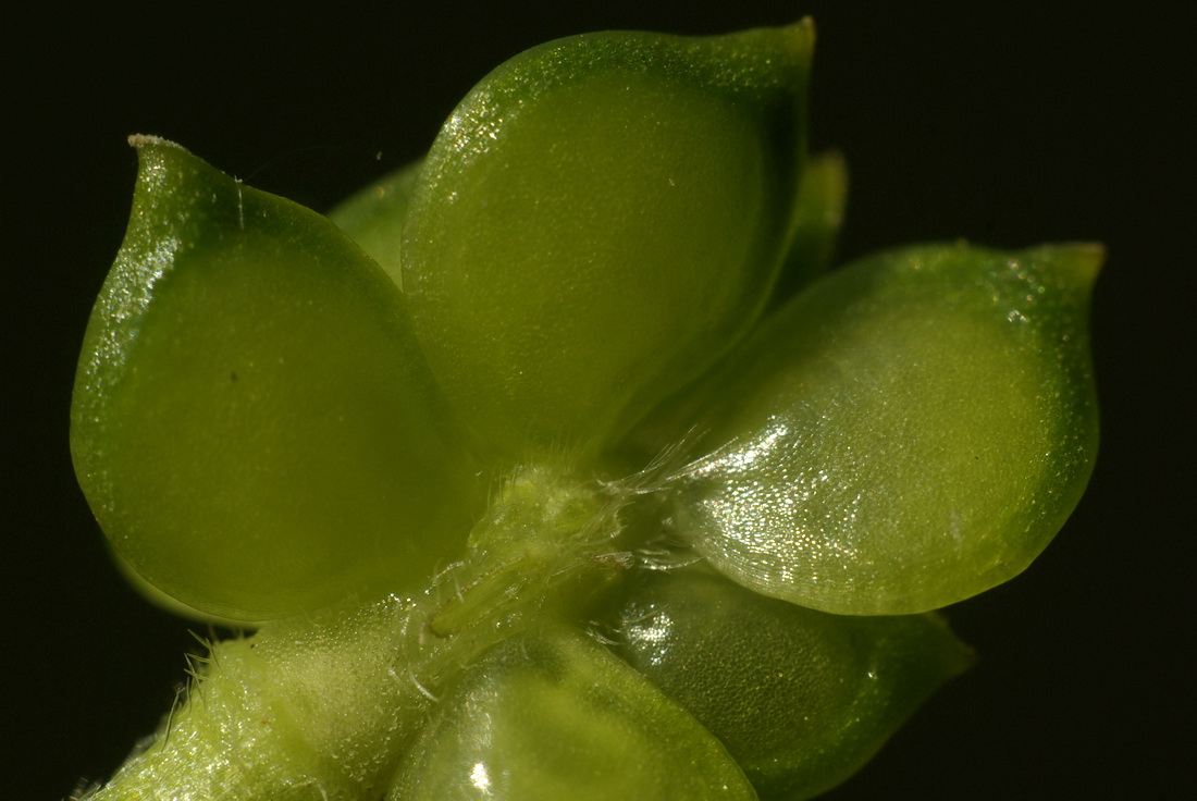 Изображение особи Ranunculus neapolitanus.