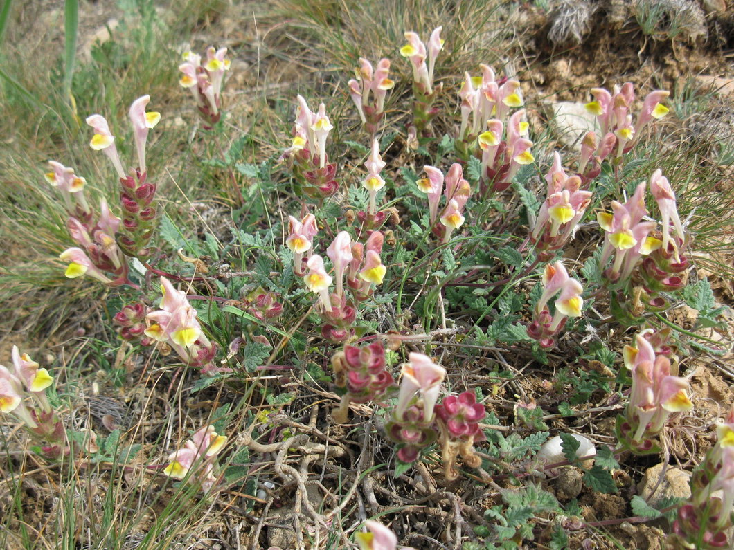 Image of Scutellaria orientalis specimen.