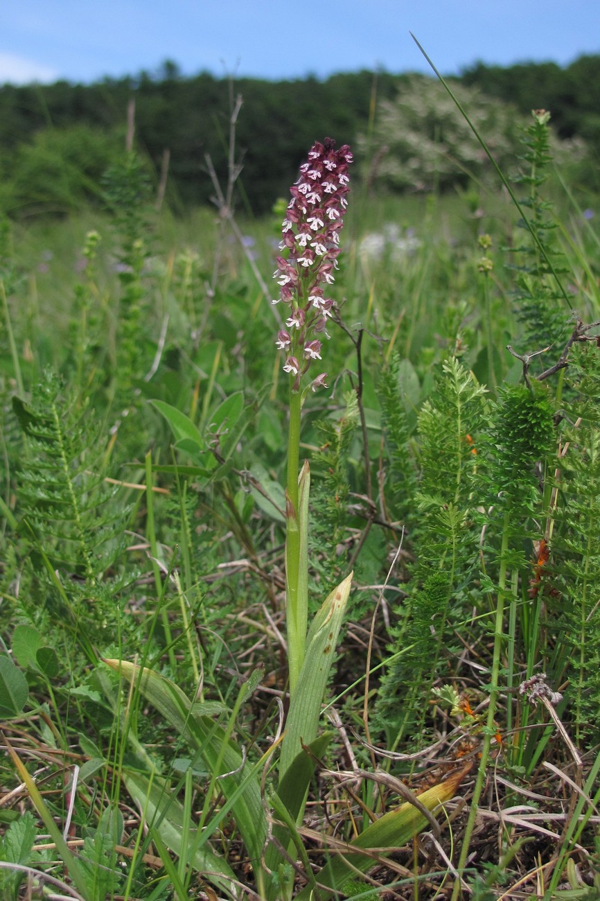 Изображение особи Neotinea ustulata.