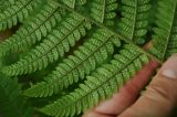 Dryopteris filix-mas. Часть вайи с сорусами (вид снизу). Нагорный Карабах, Мартакертский р-н, окр. с. Колатак. 10.05.2013.