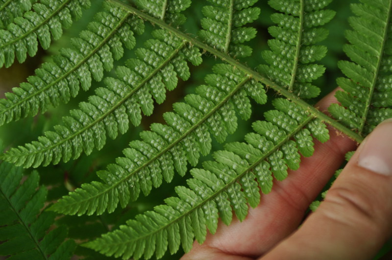 Image of Dryopteris filix-mas specimen.