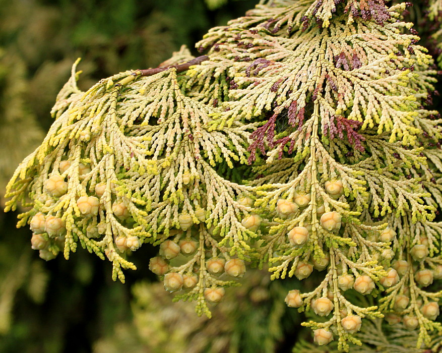 Image of Chamaecyparis lawsoniana specimen.