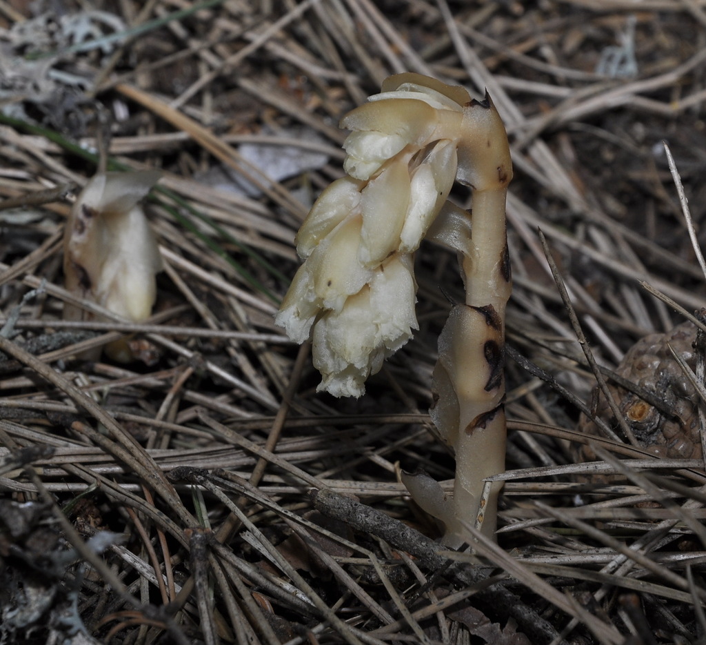 Image of Hypopitys monotropa specimen.