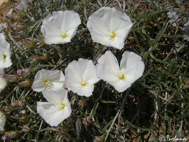 Image of Convolvulus holosericeus specimen.