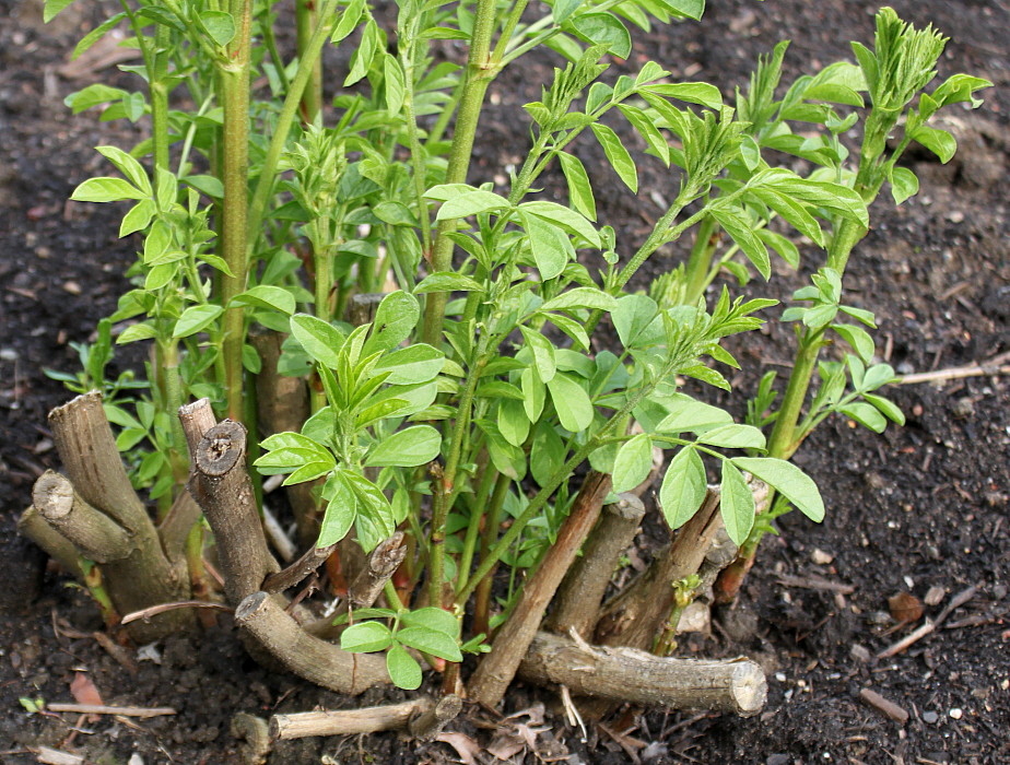 Image of Glycyrrhiza echinata specimen.