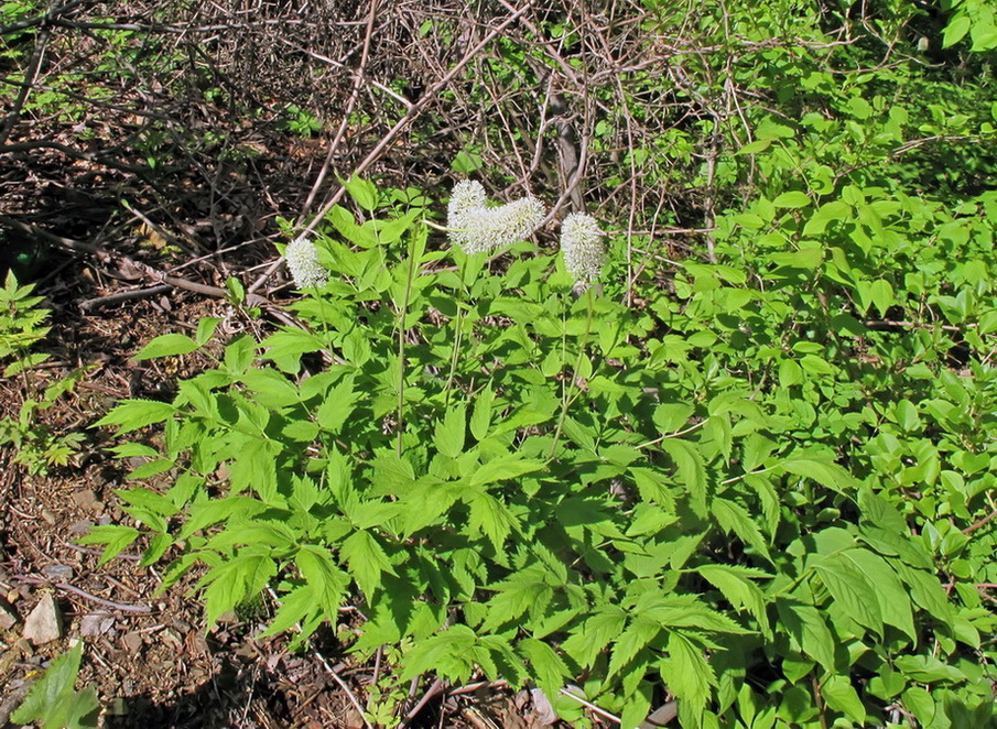 Image of genus Actaea specimen.