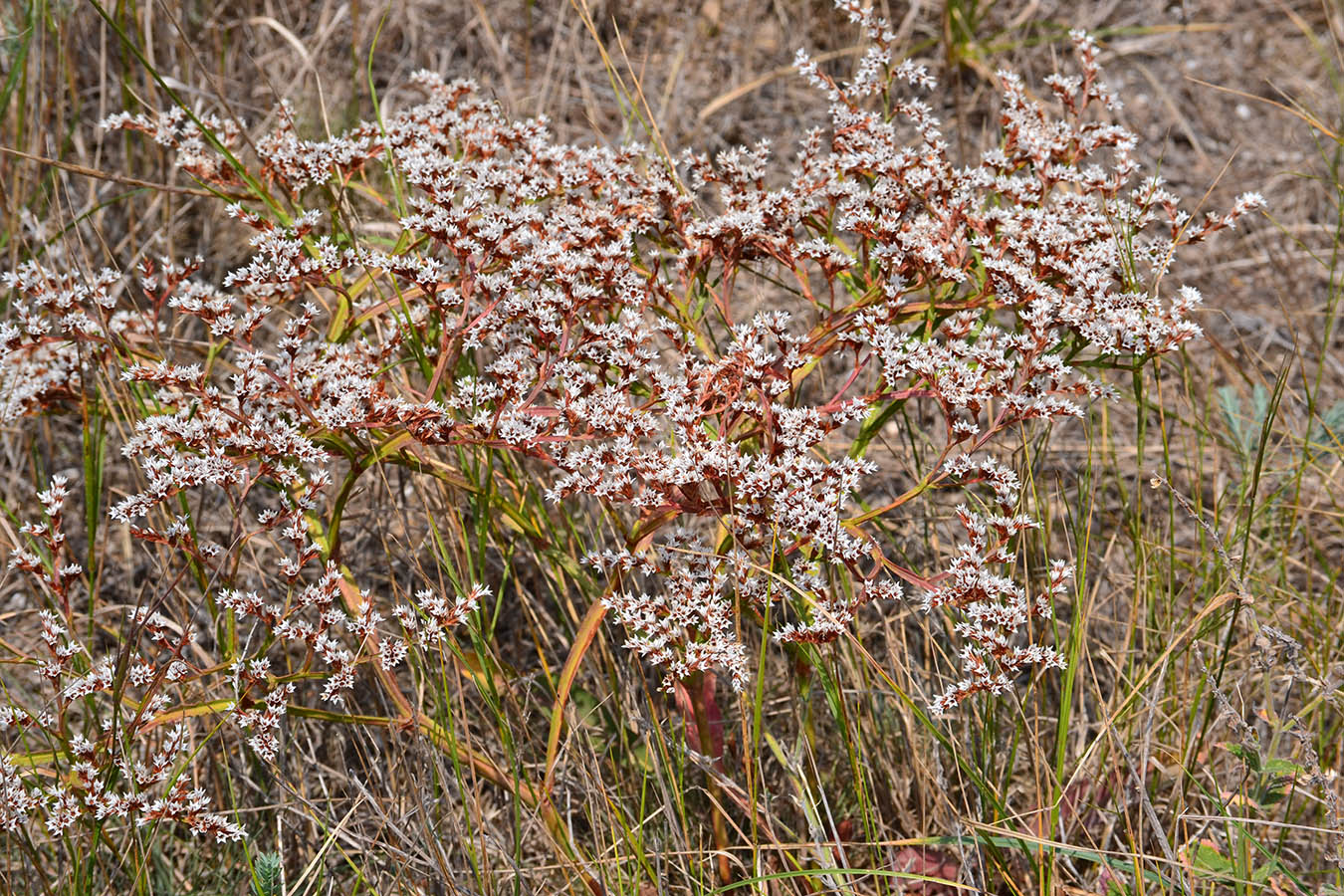 Image of Goniolimon tauricum specimen.