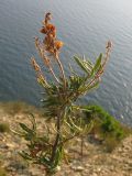 Veronica multifida