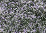 Limonium coriarium