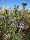 Phacelia tanacetifolia. Цветущее растение на обочине полевой дороги. Краснодарский край, север Кубани, ст. Шкуринская. 20.06.2009.