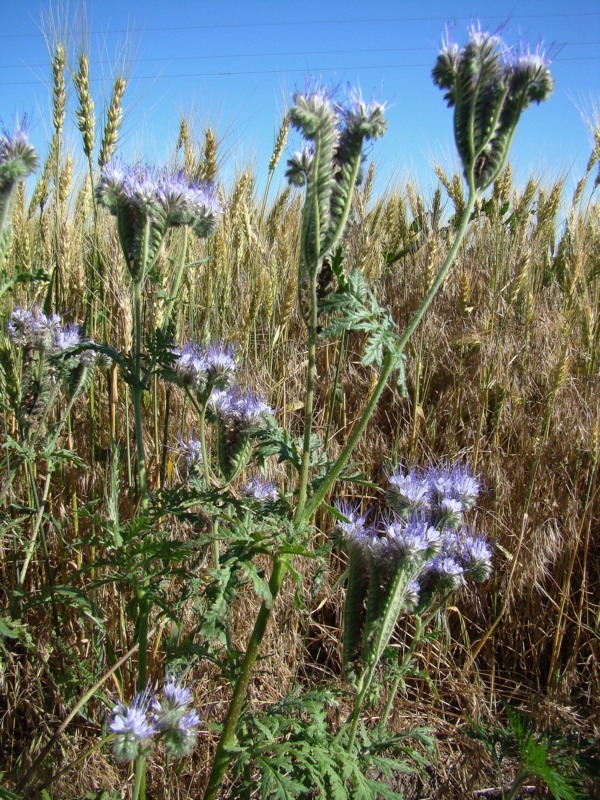 Image of Phacelia tanacetifolia specimen.