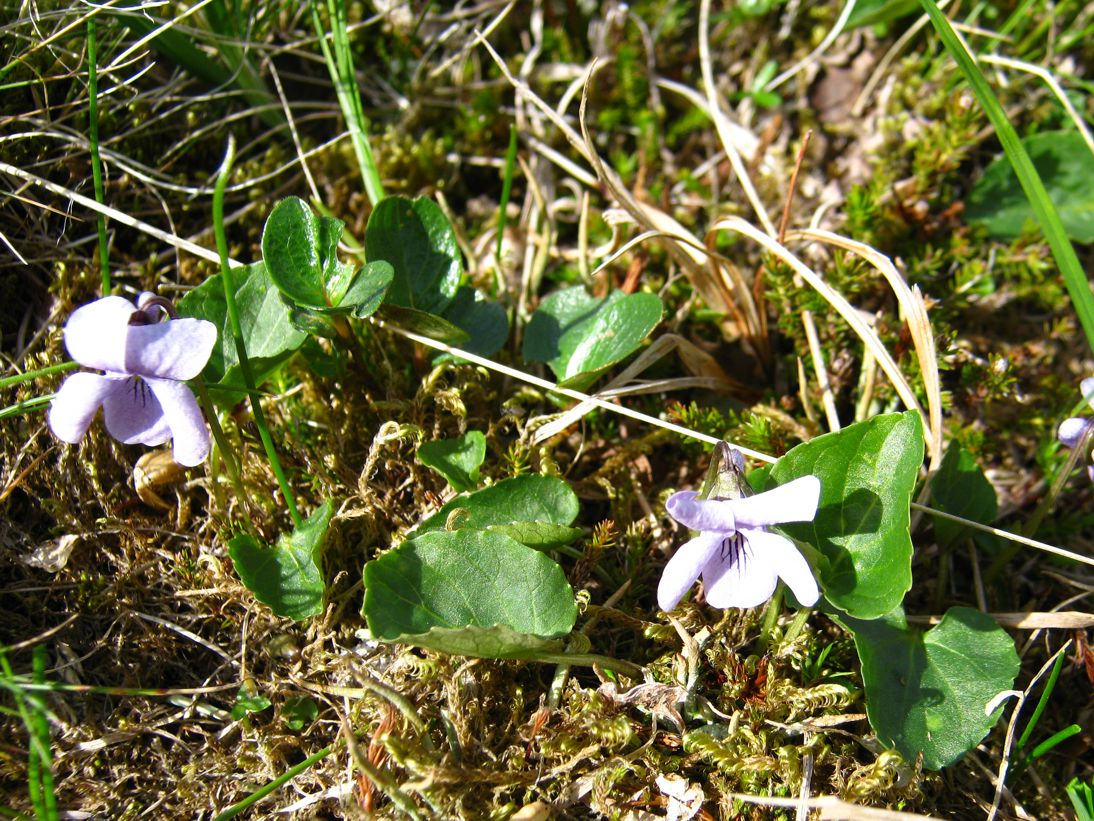 Image of Viola palustris specimen.