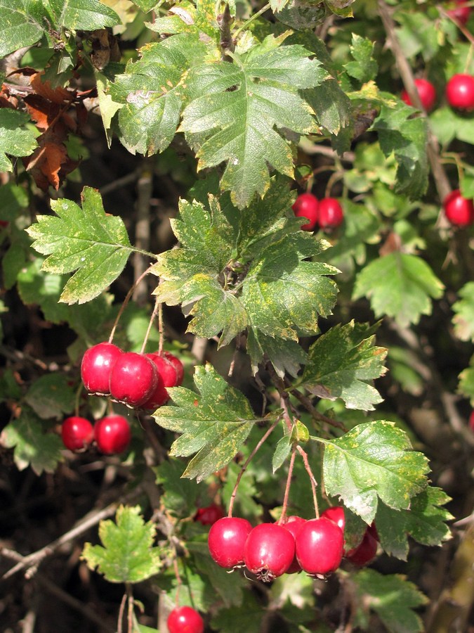 Изображение особи Crataegus taurica.