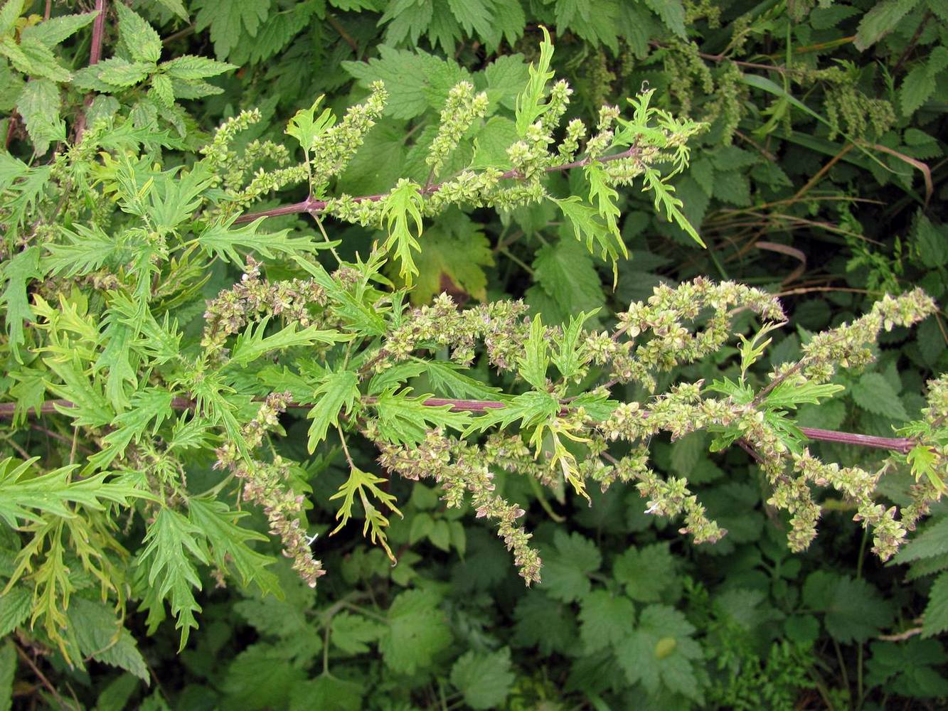 Изображение особи Urtica cannabina.