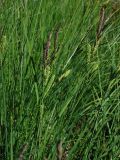 genus Carex. Верхушка побега с соплодиями и отцветшими мужскими колосками. Камчатский край, Елизовский район, окрестности г. Петропавловск-Камчатский, берег осокового болота. 30.09.2013.