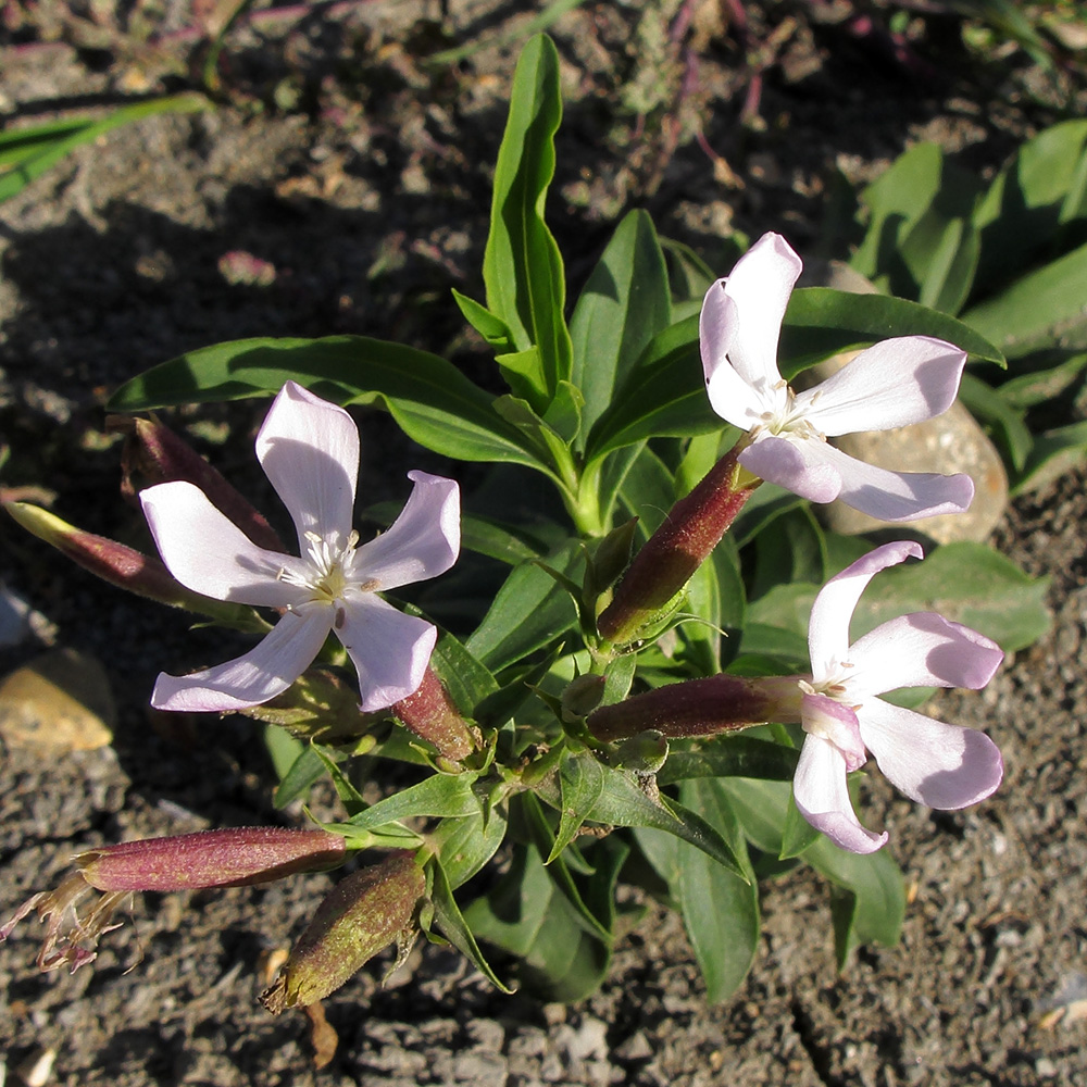 Image of Saponaria officinalis specimen.