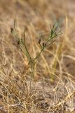 Cuminum setifolium