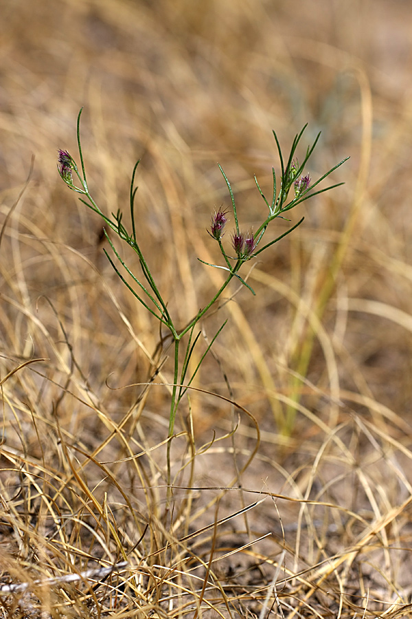 Изображение особи Cuminum setifolium.