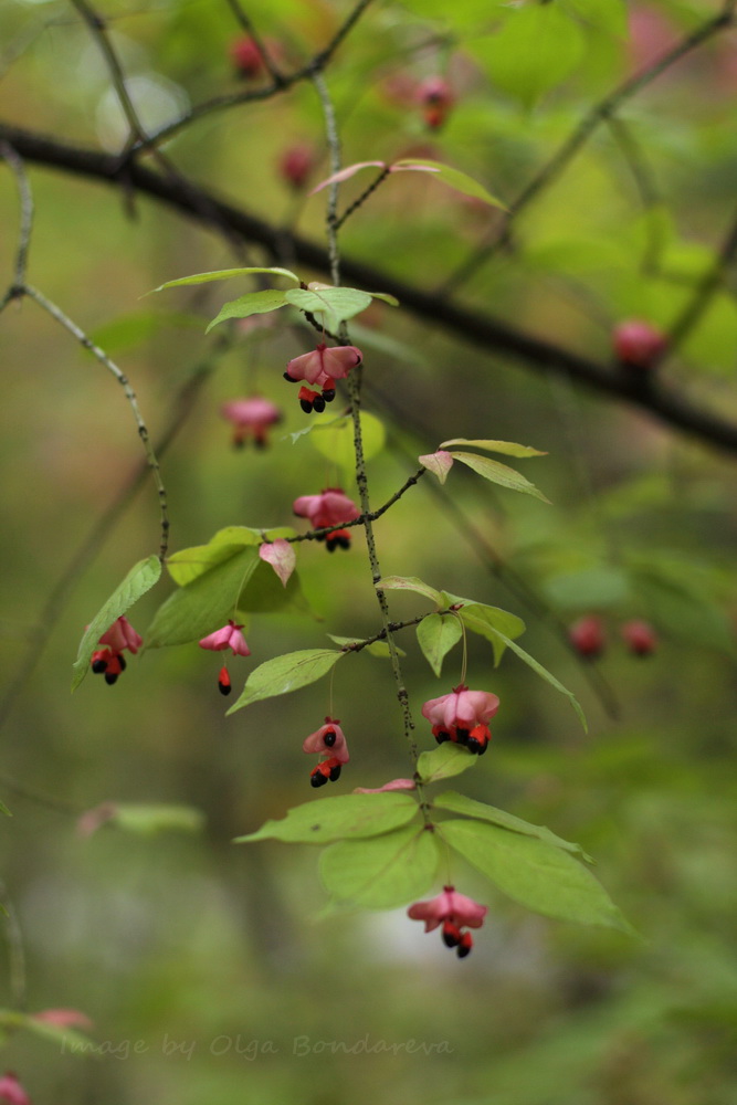 Изображение особи Euonymus pauciflorus.